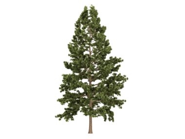 Cork pine or Pinus strobus clipart