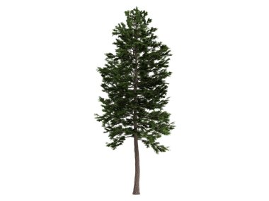 çam veya pinus sylvestris