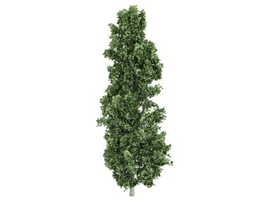 Poplar or Populus clipart