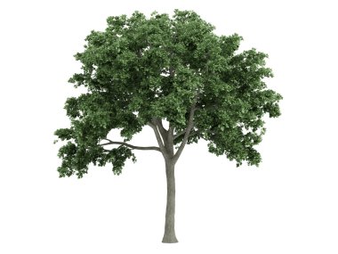 Elm or Ulmus clipart