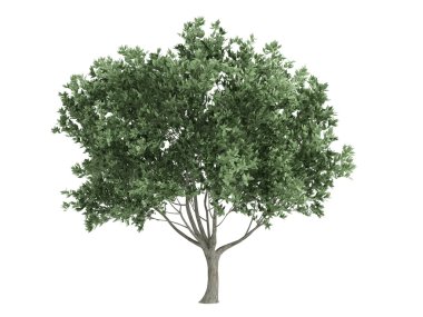 Olive or Olea europaea clipart