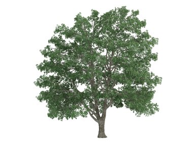 Linden or Tilia clipart