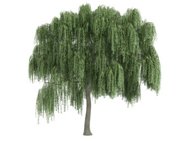 Willow or Salix clipart