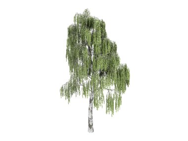 Birch or Betula clipart