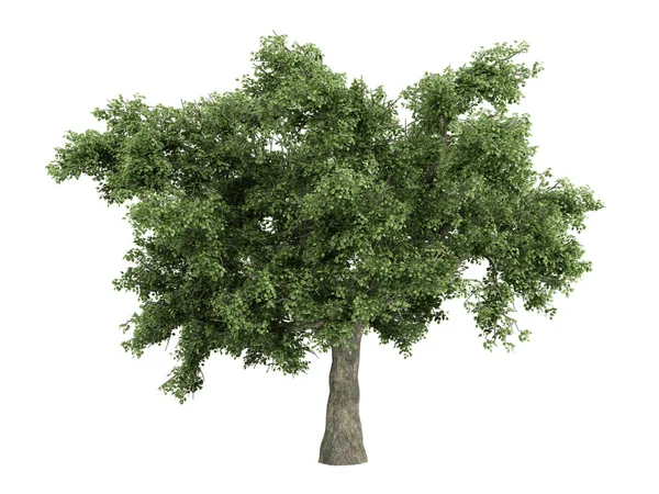 Carvalho ou Quercus — Fotografia de Stock