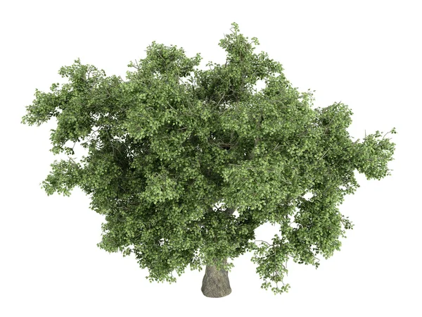 Oak or Quercus — Stock Photo, Image
