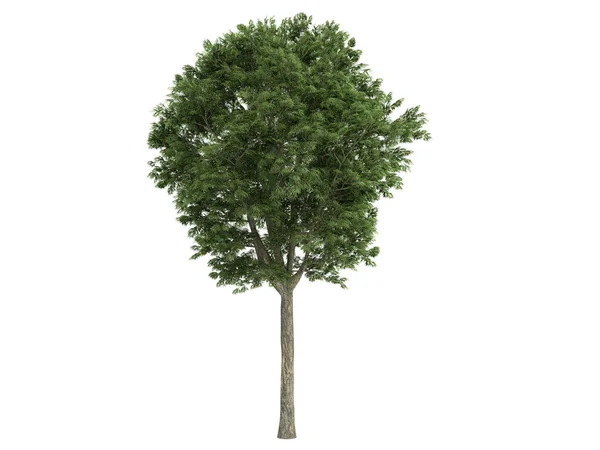 Árvore cinzenta ou Fraxinus — Fotografia de Stock