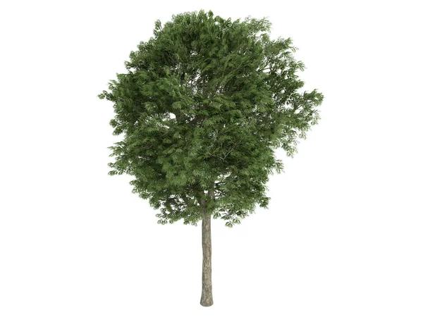 Árvore cinzenta ou Fraxinus — Fotografia de Stock
