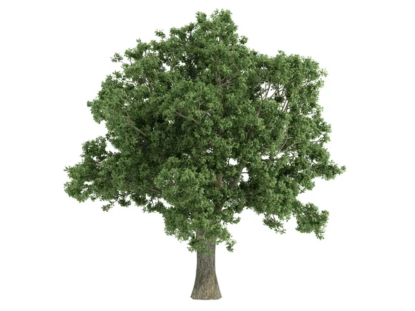 Eiche oder Quercus — Stockfoto