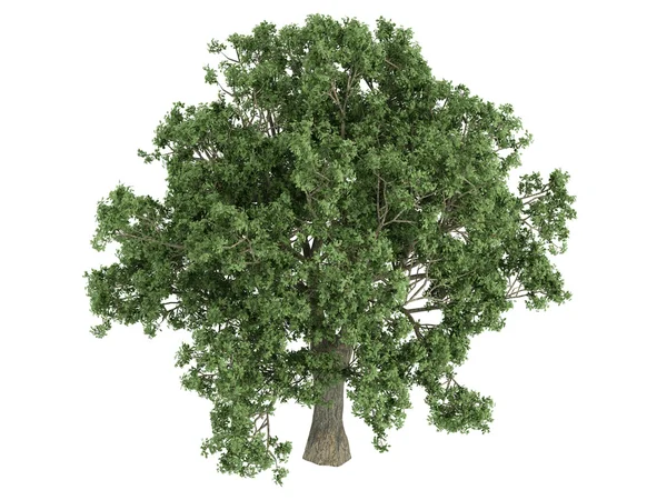 Carvalho ou Quercus — Fotografia de Stock