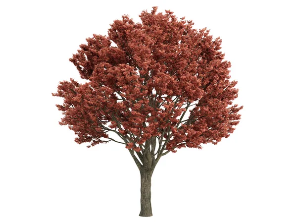 Кленовий або Acer griseum — стокове фото