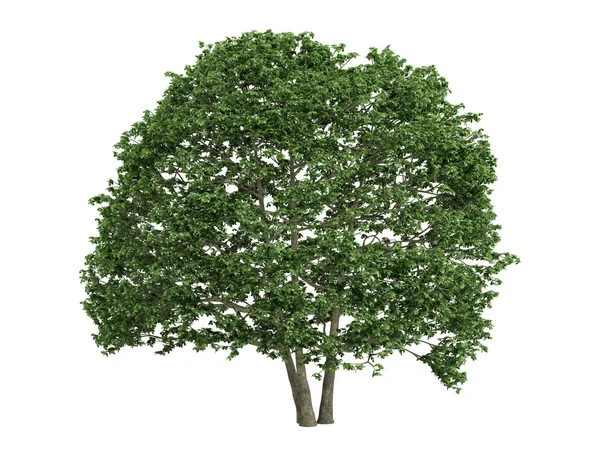 오리 나무 또는 alnus — 스톡 사진