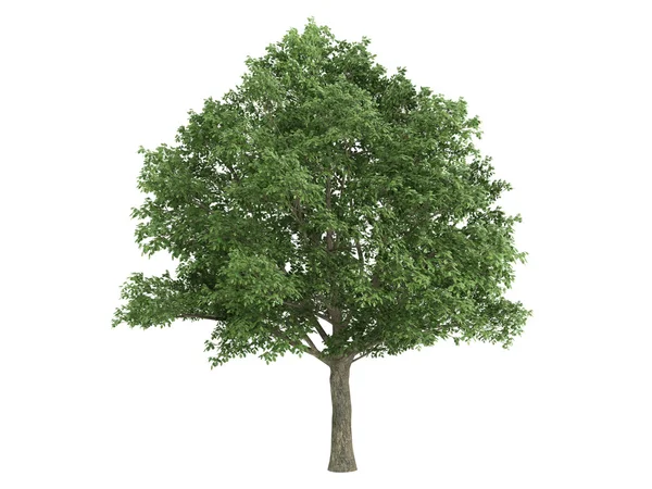Chêne ou Quercus robur — Photo