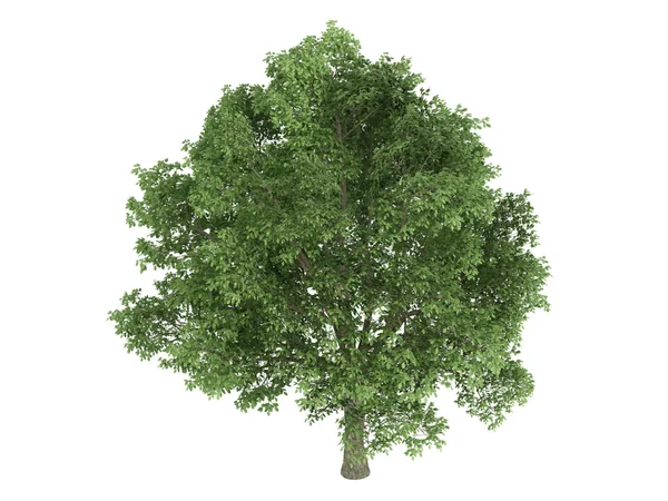 Carvalho ou Quercus robur — Fotografia de Stock