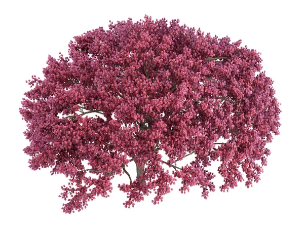 Kiraz ağacı — Stok fotoğraf