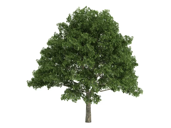 Roble o Quercus —  Fotos de Stock