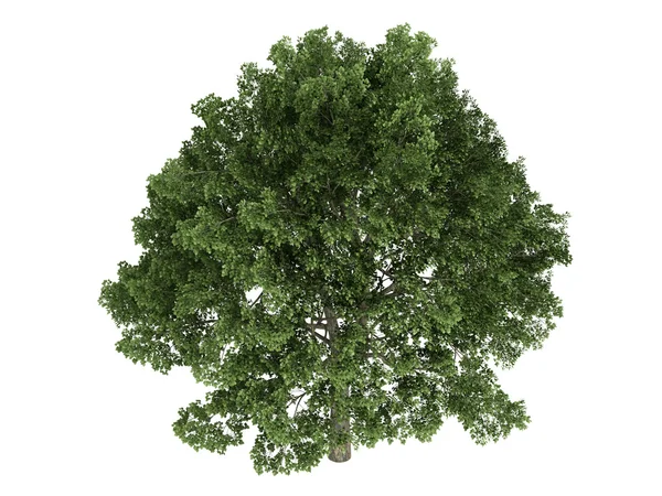 Eiche oder Quercus — Stockfoto