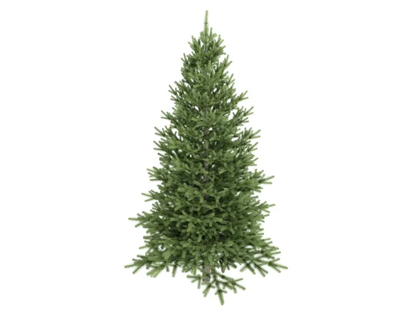 Spruce or Picea — Stock Photo, Image
