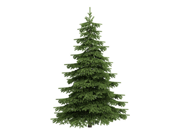 Spruce or Picea