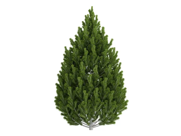 Pine eller Pinus leucodermis - Stock-foto