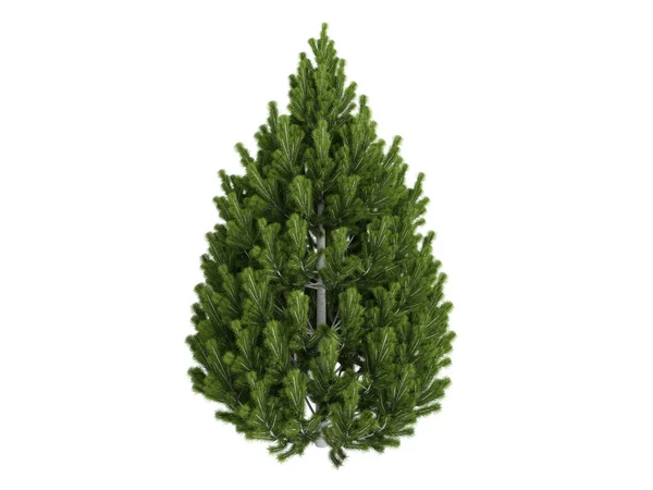 Pine or Pinus leucodermis — Stock Photo, Image