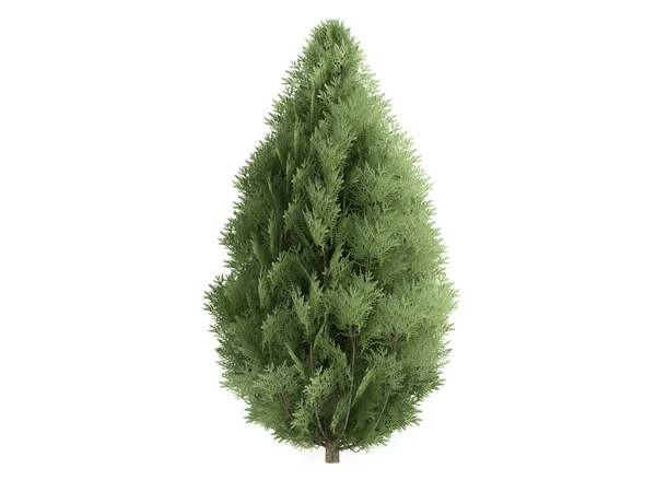 Cypress nebo chamaecyparis lawsoniana — Stock fotografie