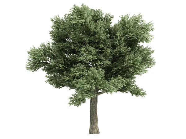Дуб или Quercus petraea — стоковое фото