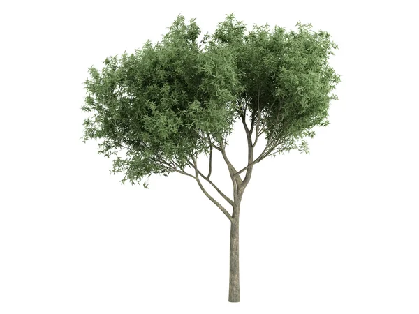Willow veya salix fragilis — Stok fotoğraf