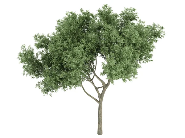 Willow or Salix fragilis — Stock Photo, Image