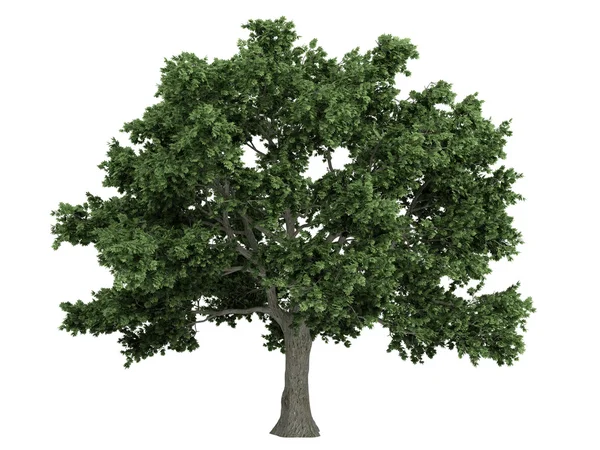 Sugar maple or Acer saccharum — Stock Photo, Image