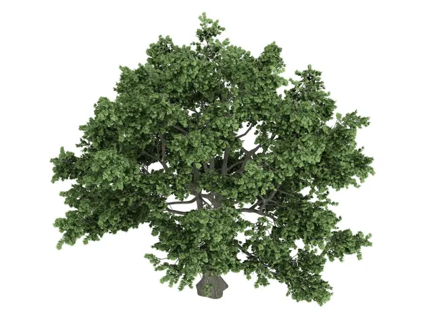 Цукровий клен або Acer saccharum — стокове фото