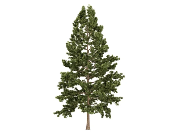 Pinheiro-de-cortiça ou Pinus strobus — Fotografia de Stock