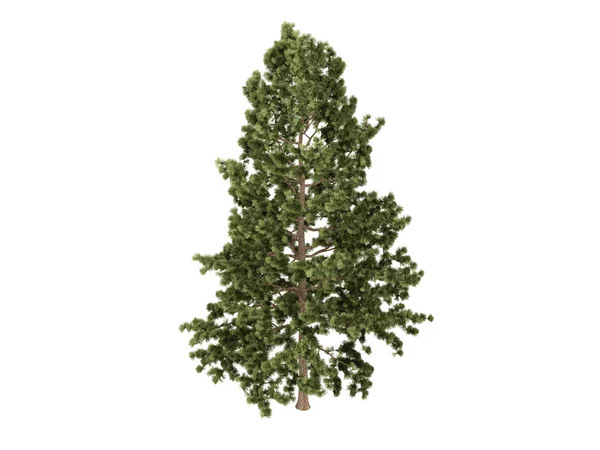 Pinheiro-de-cortiça ou Pinus strobus — Fotografia de Stock