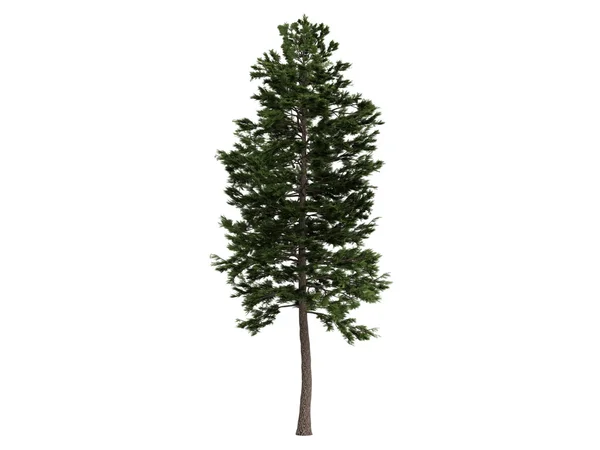 소나무 또는 pinus sylvestris — 스톡 사진