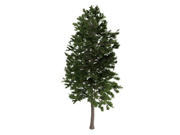 Pine of pinus sylvestris — Stockfoto