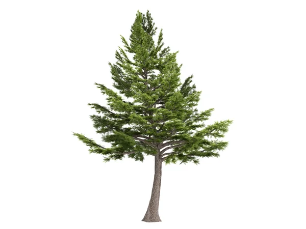Cedar or Cedrus libani — Stock Photo, Image
