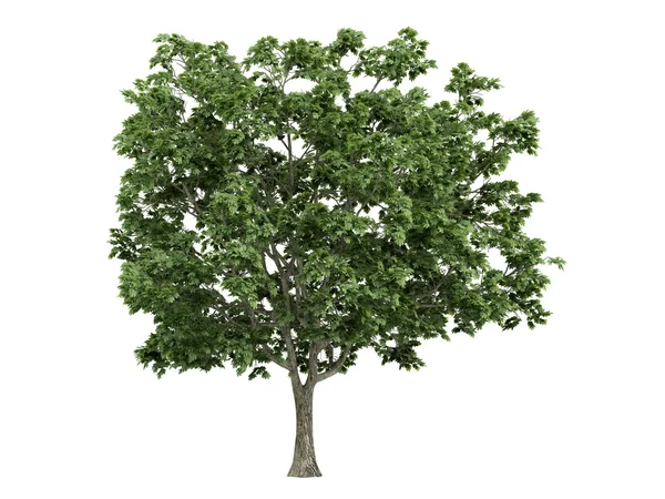 단풍나무 또는 acer platanoides — 스톡 사진