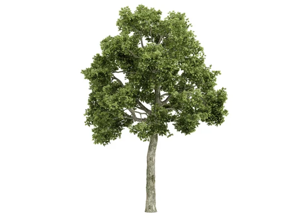 Ash-tree or Fraxiuns — Stock Photo, Image