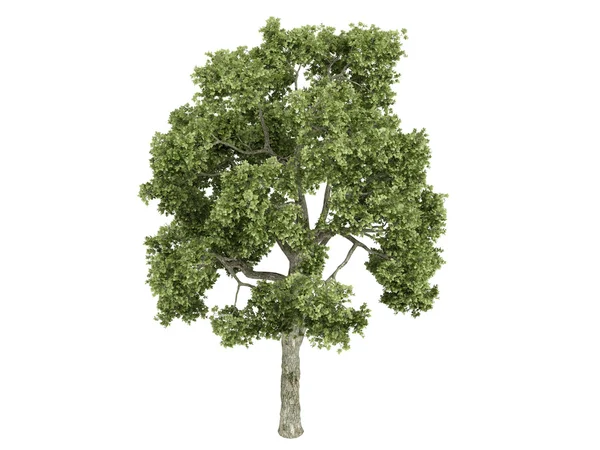 Ash-tree or Fraxiuns — Stock Photo, Image