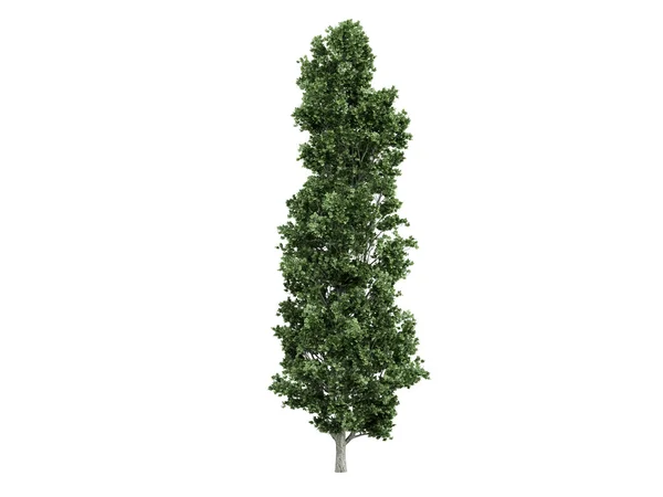 Nyárfa populus, vagy — Stock Fotó