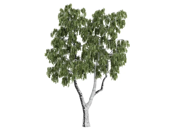 Birke oder Betula — Stockfoto