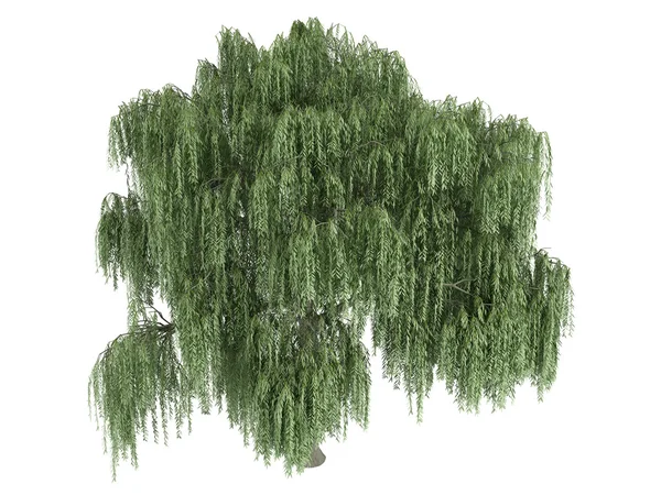 Salgueiro ou Salix — Fotografia de Stock