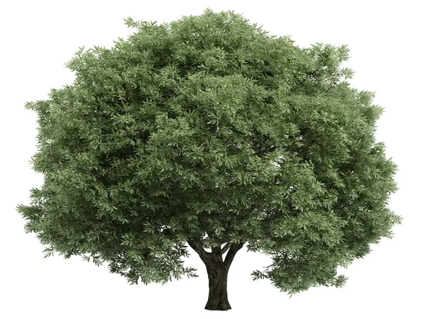 Salgueiro ou Salix fragilis — Fotografia de Stock