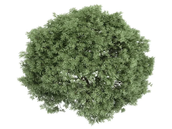 Ива или Salix Felligis — стоковое фото