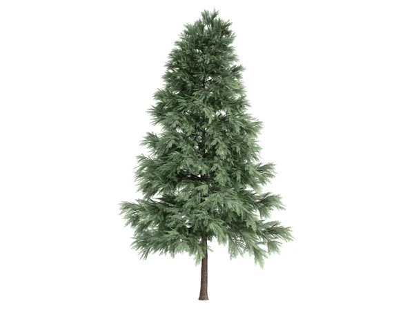 Pinheiro ou Pinus sylvestris — Fotografia de Stock