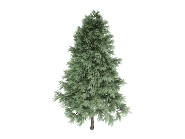 Pine or Pinus sylvestris — Stock Photo, Image