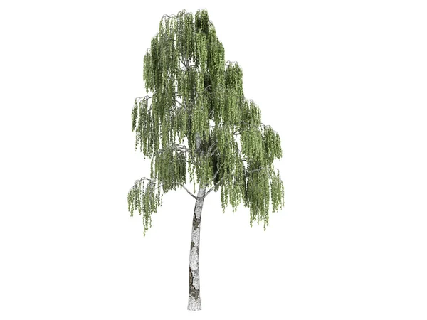 박 달 나무 또는 betula — 스톡 사진