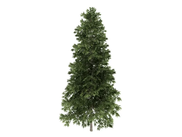 Abeto ou Picea abies — Fotografia de Stock