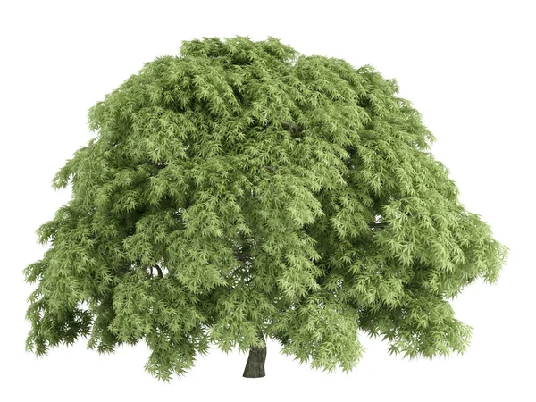 Ahorn oder Acer palmatum — Stockfoto