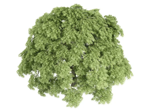 Maple or Acer palmatum — Stock Photo, Image
